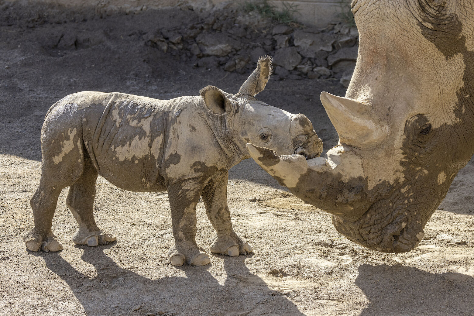 San Diego Zoo birth of adorable white rhino calf WTOP News