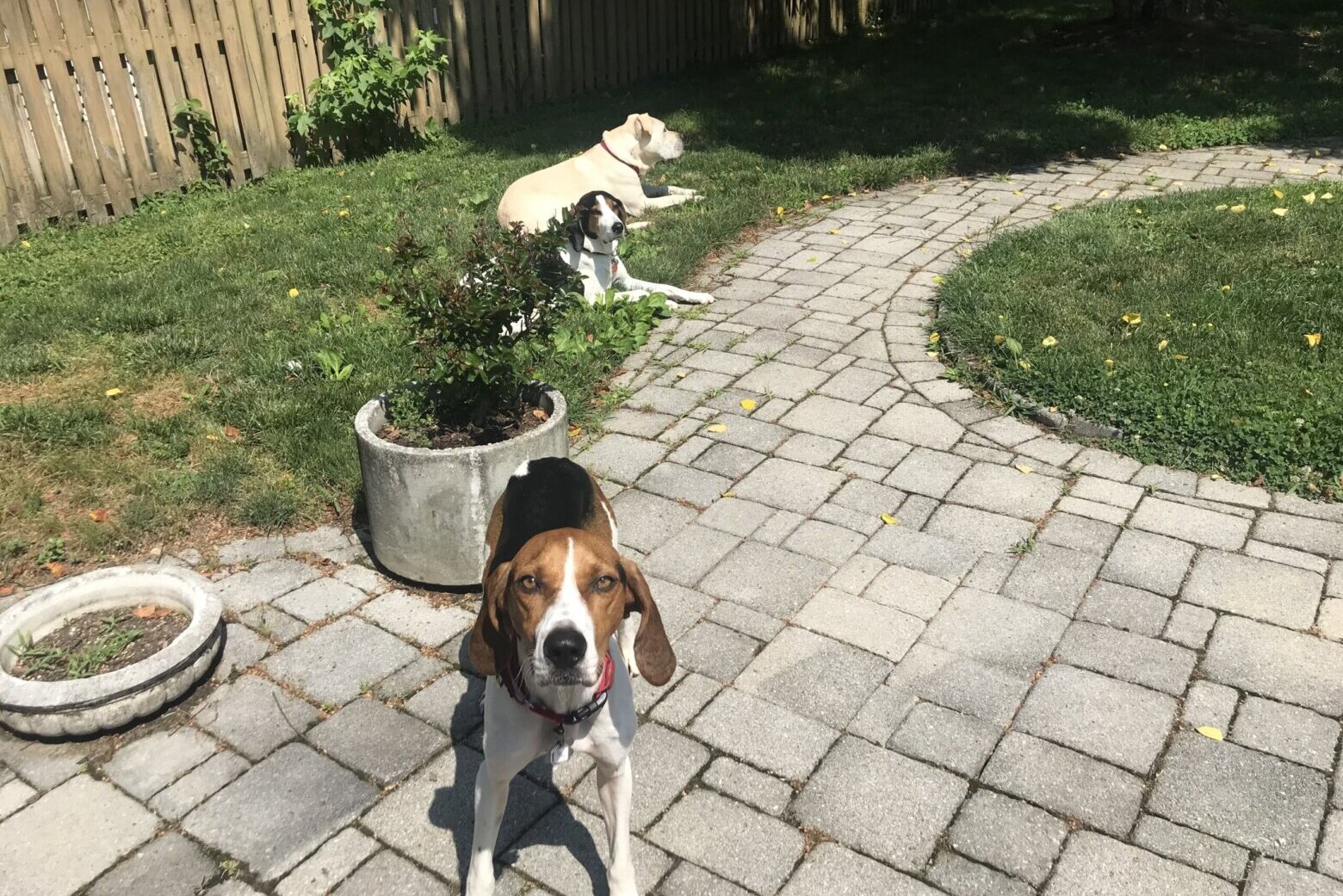 Alexandria man charged with attempting to poison neighbors’ dogs WTOP