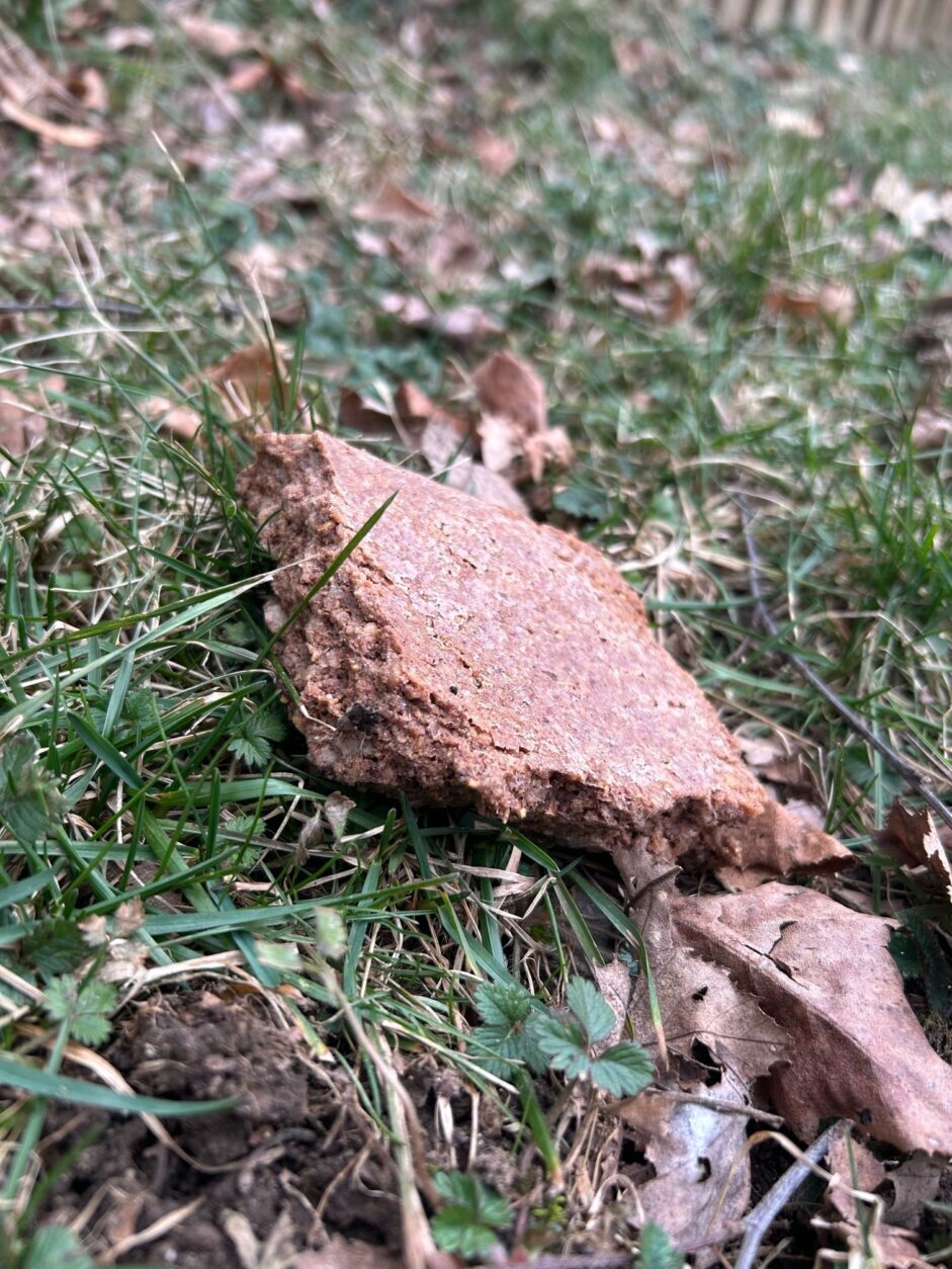 Alexandria man charged with attempting to poison neighbors’ dogs WTOP