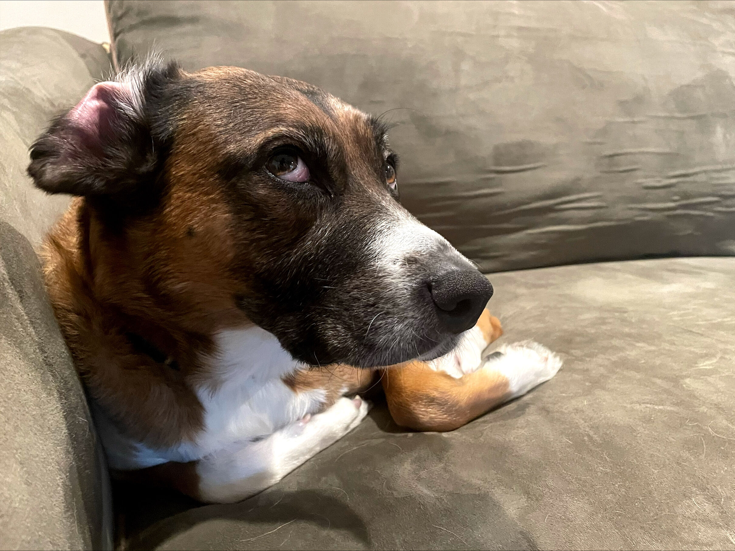 Pets, zoo animals share with humans in unhealthy air WTOP News