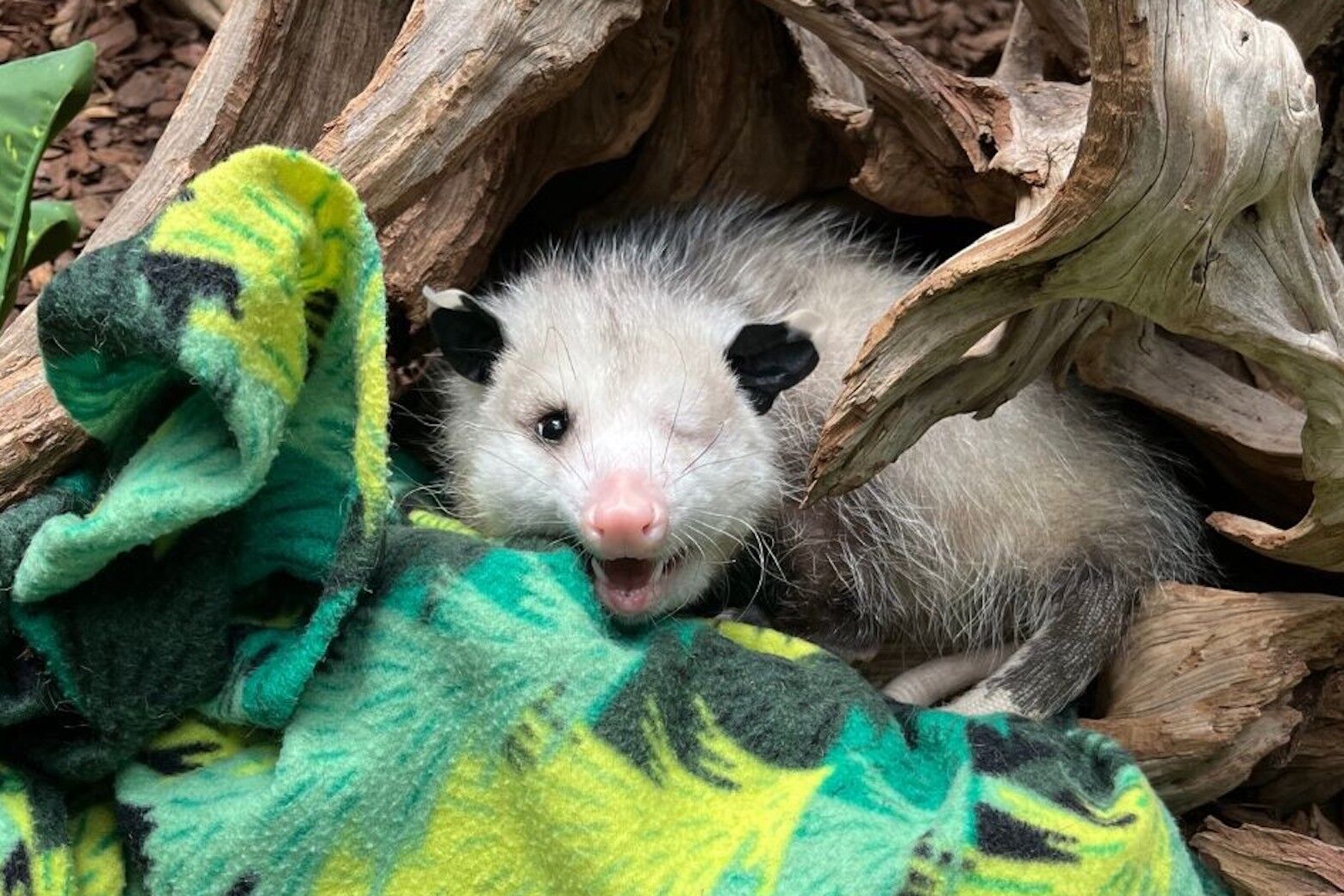 Virginia opossum named Basil finds new home at National Zoo WTOP News