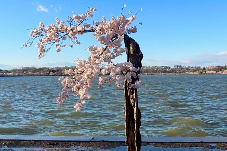 Stumpy, DC’s famous cherry blossom tree, dead at 25 WTOP News