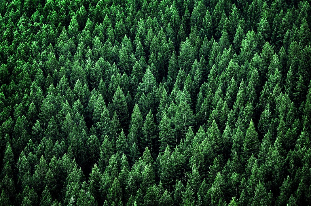Forest of Pine Trees in Wilderness Mountains Warren Trask Company
