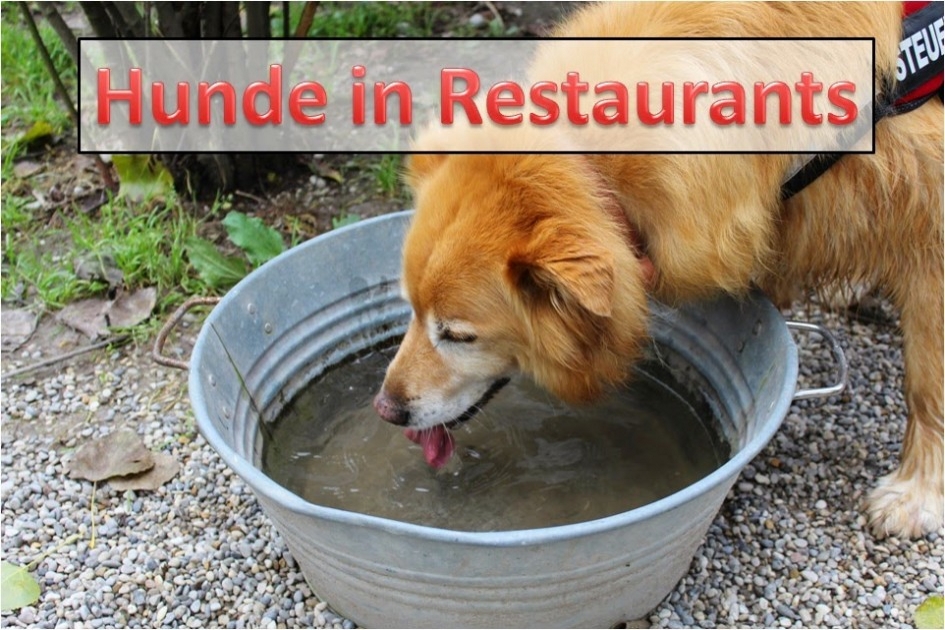 Hunde im Restaurant Wufflog