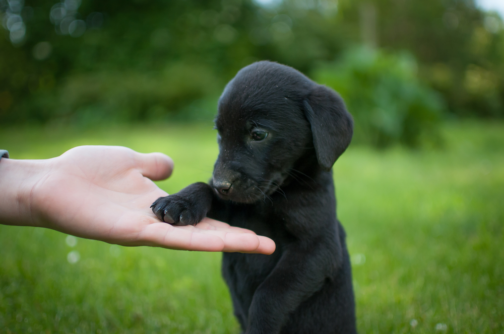 Reggie der verlassene Labrador Liebe auf den zweiten Blick Wundaba