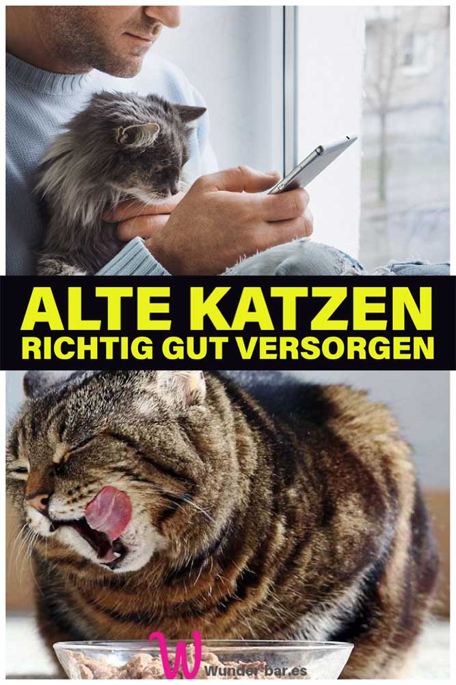 Alte Katzen verwöhnen und gut Wunderbar!