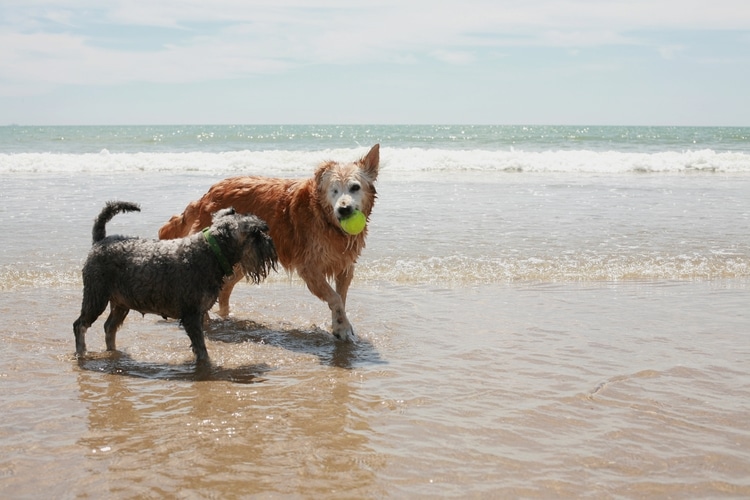 Can Dogs Go Camber Beach