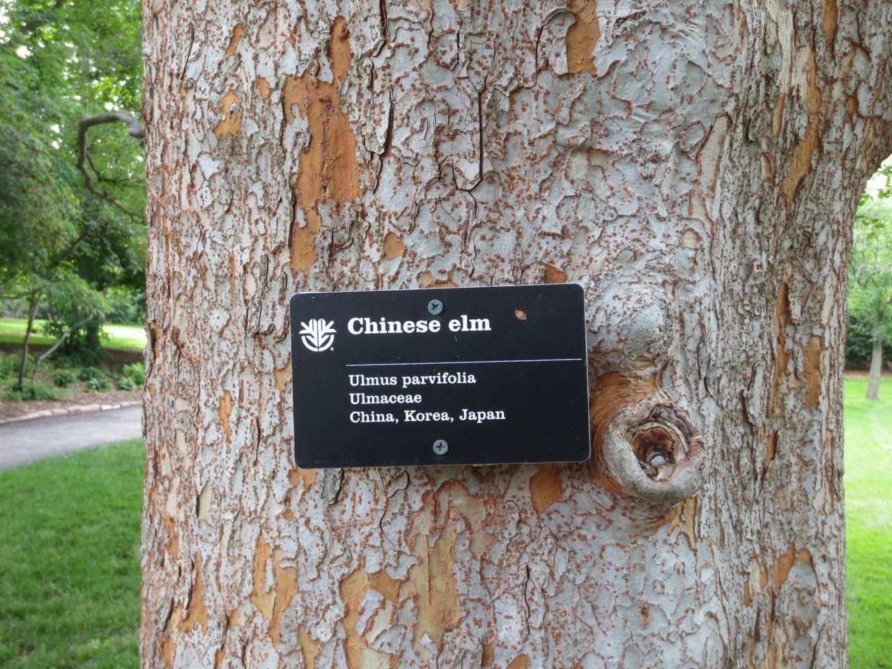 Siberian Elm is not Chinese Elm WunderWoods