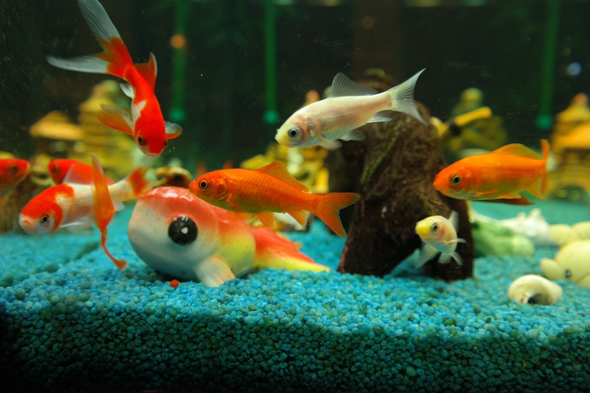 Fish Breeds That Exist Peacefully Together