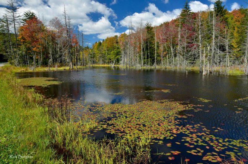 Hills Creek Pond West Virginia Explorer