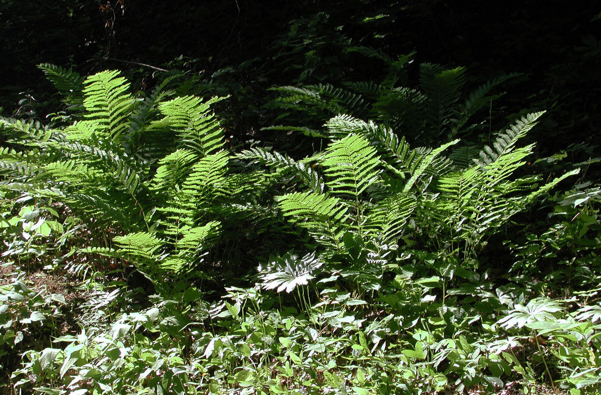 Interrupted Fern West Virginia Explorer