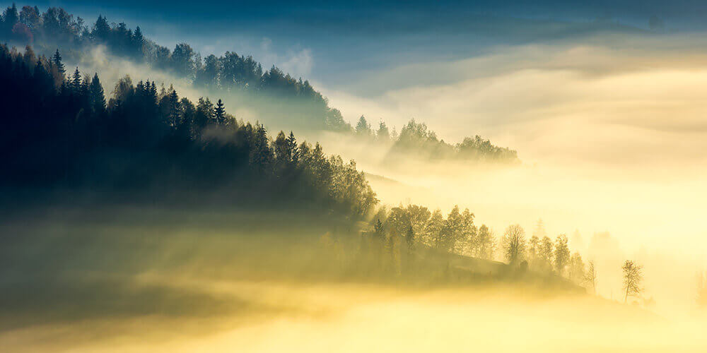 Home WV Division of Forestry