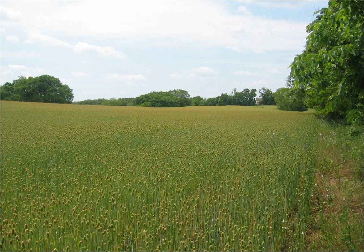 About West Virginia Farmland Protection