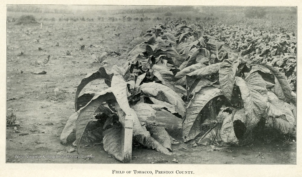 Field of Tobacco, Preston County West Virginia History OnView WVU