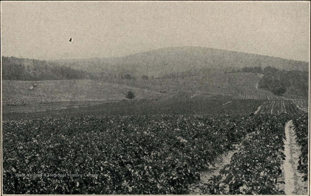 Farm, Romney, W. Va. West Virginia History OnView WVU Libraries