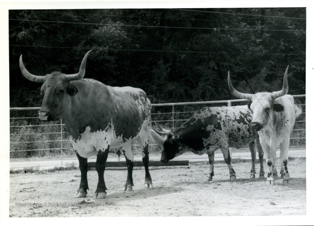 Texas LonghornLivestock, Claysville, PA. West Virginia History
