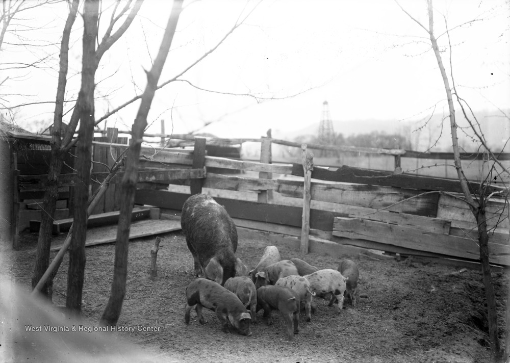 Pigs Feeding on Orchard View Farm, St. Mary's, W. Va. West Virginia