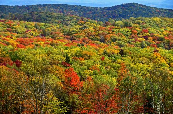 Wv Fall Foliage 2023 West Virginia Tourism Office Releases First Fall Foliage Report Of The Year - Wv Metronews