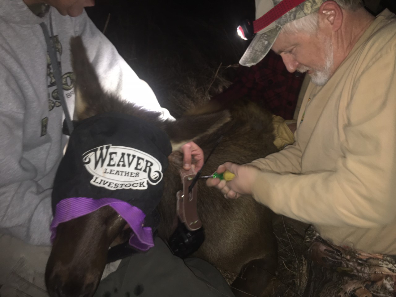 A "lame" elk is holding her own on the Tomblin WMA WV MetroNews