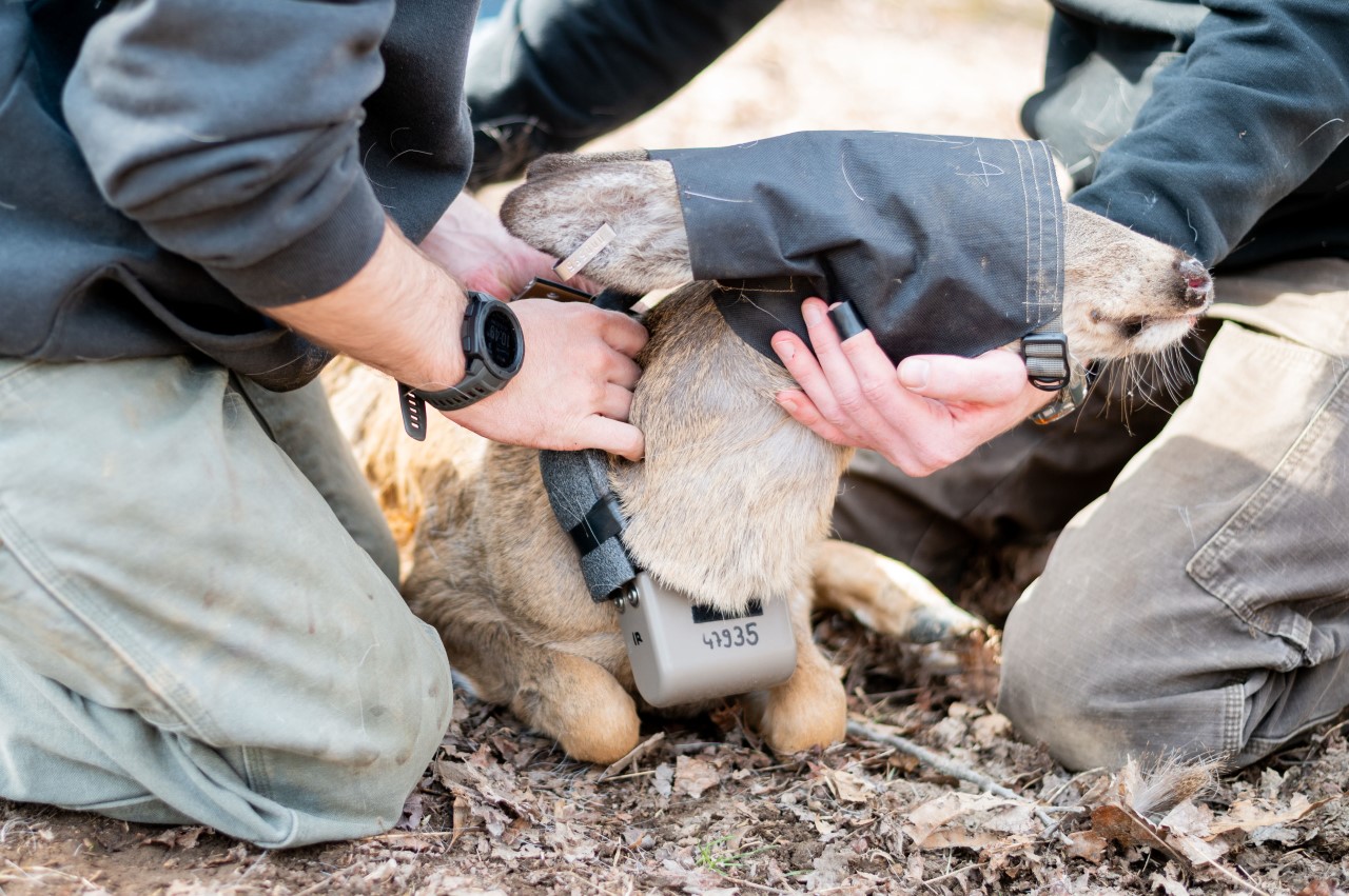 W.Va. hunters might encounter deer with a collar, don't be alarmed
