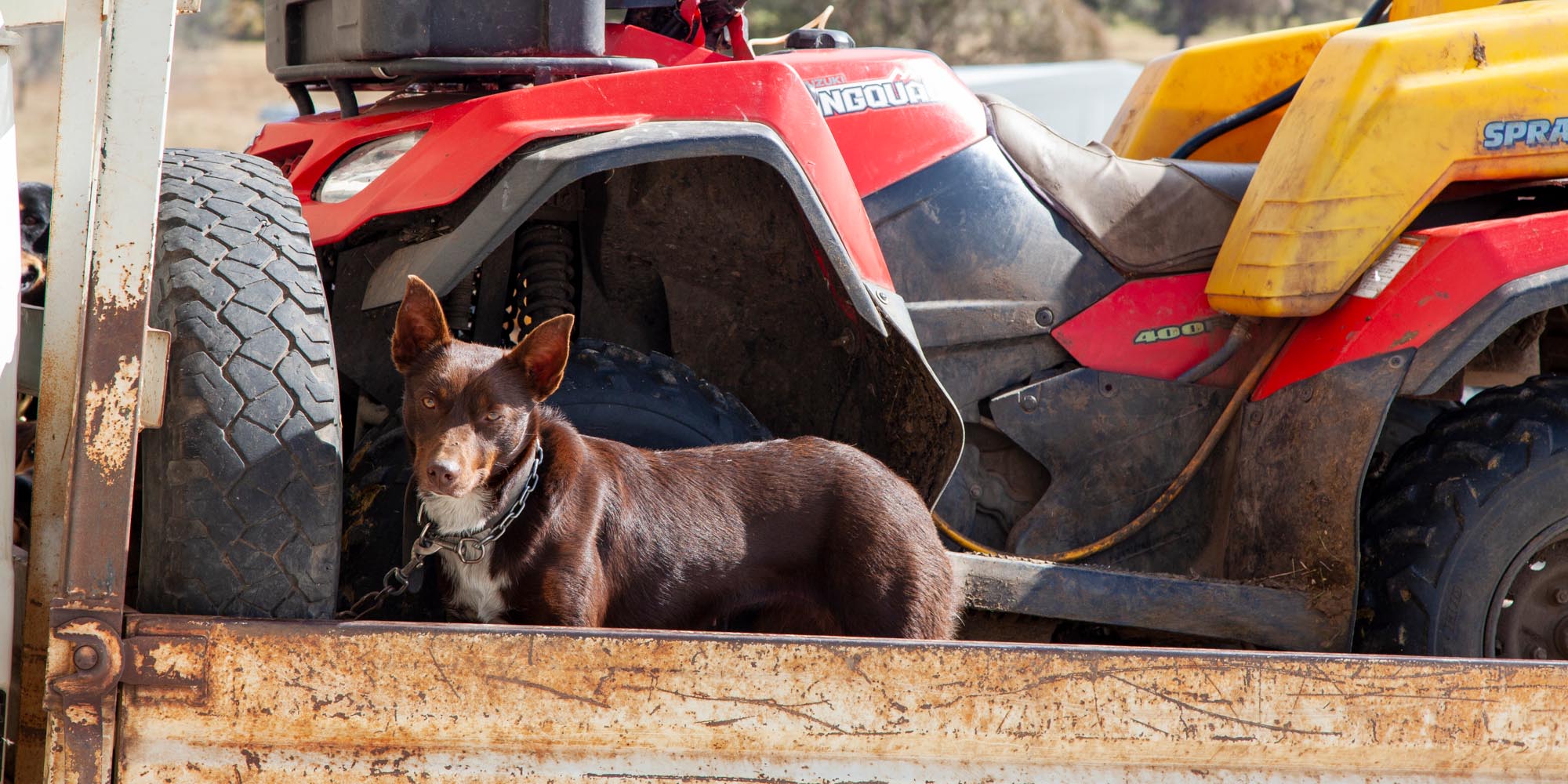 Walcha Veterinary Supplies Farm, Agricultural & Rural Supplies