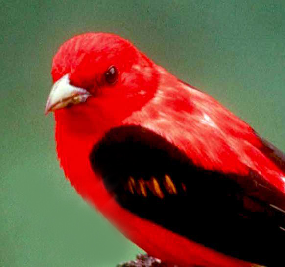 tanager Almost Heaven West Virginia