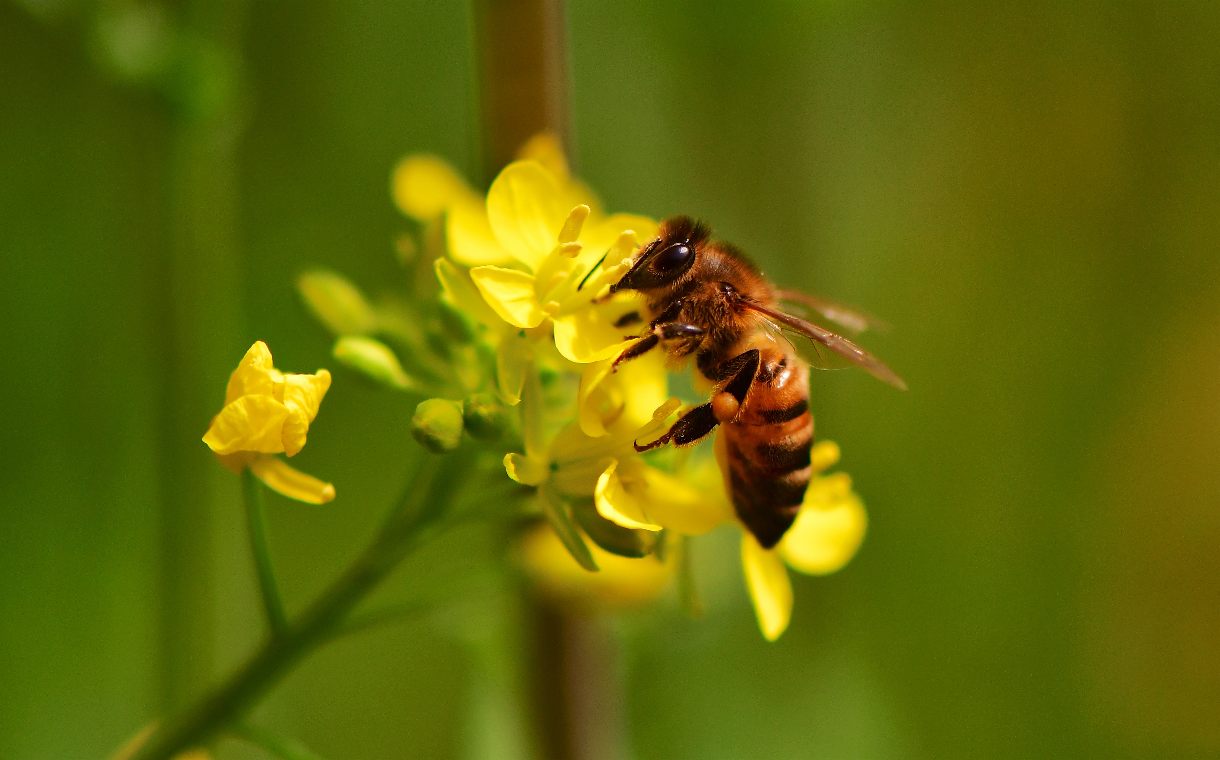 There's nothing sweeter than local West Virginia honey Almost Heaven