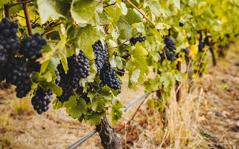 Salem Oregon Wine Trail Wineries & Wine Tasting in Oregon