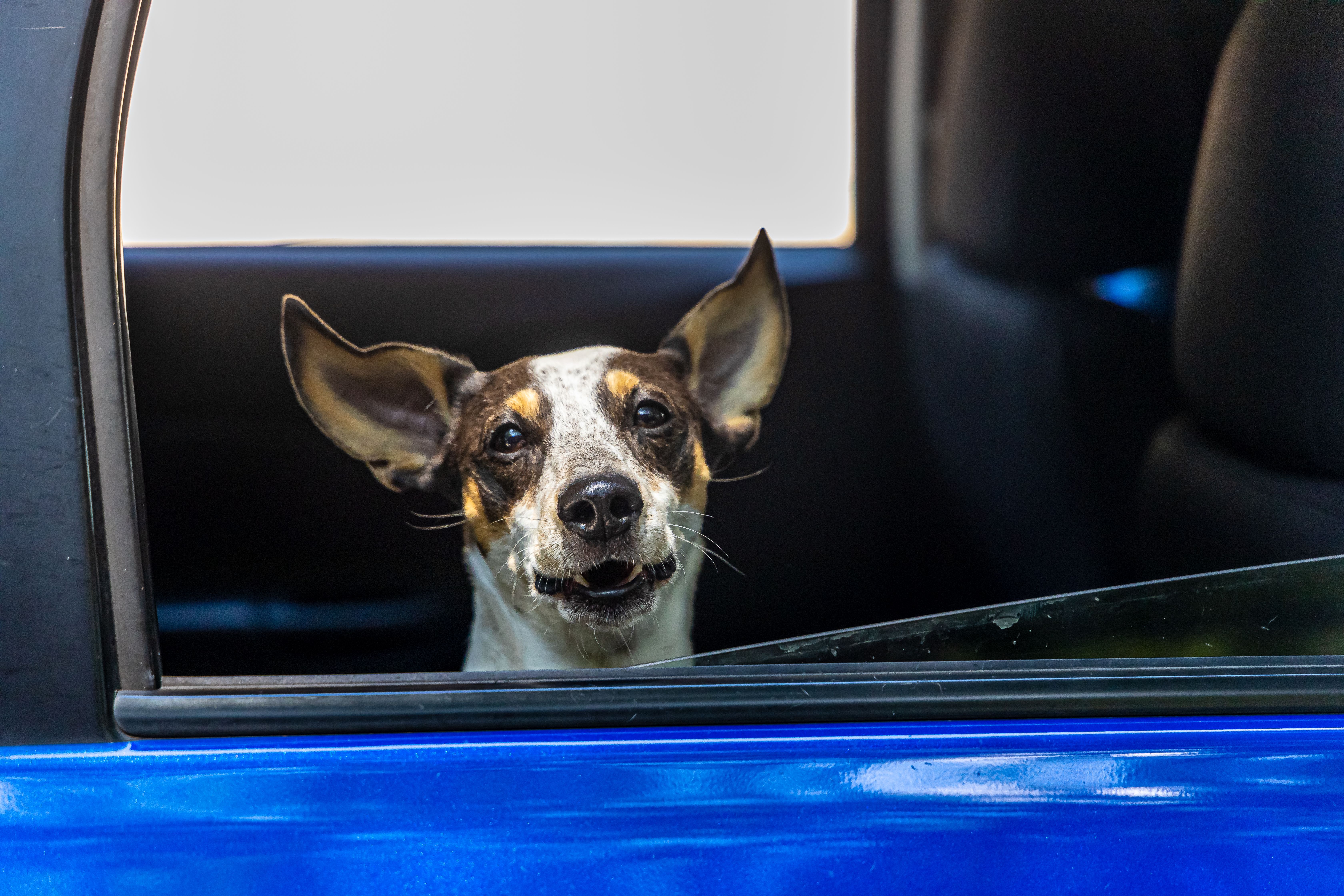 The BIG Give Pet Food Drive