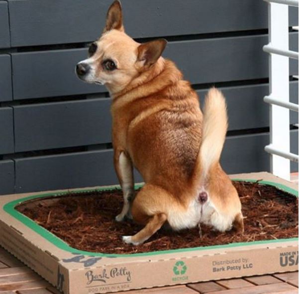 Bark Potty Adds New Feature To Their Product, Creating An Even Simpler