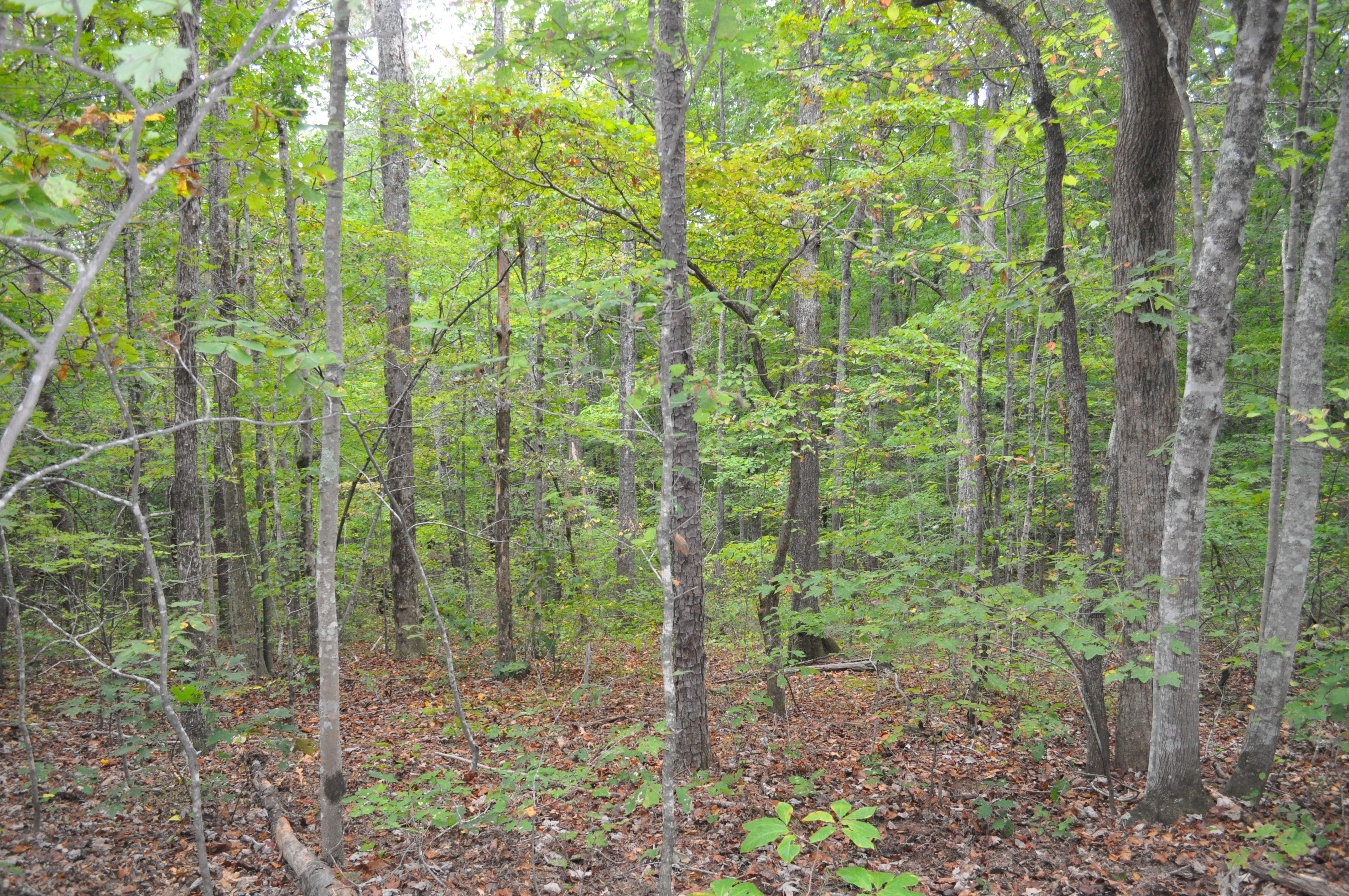 Land for sale In Landrum, South Carolina with Pretty Mountain Views