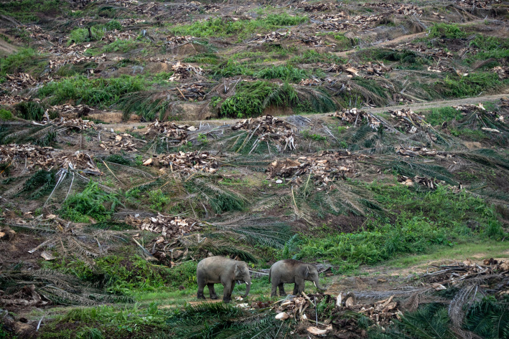 WWF 7 THINGS TO KNOW ABOUT PALM OIL