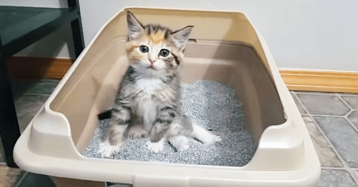 Kitten hilariously can't figure out the litter box WWJD
