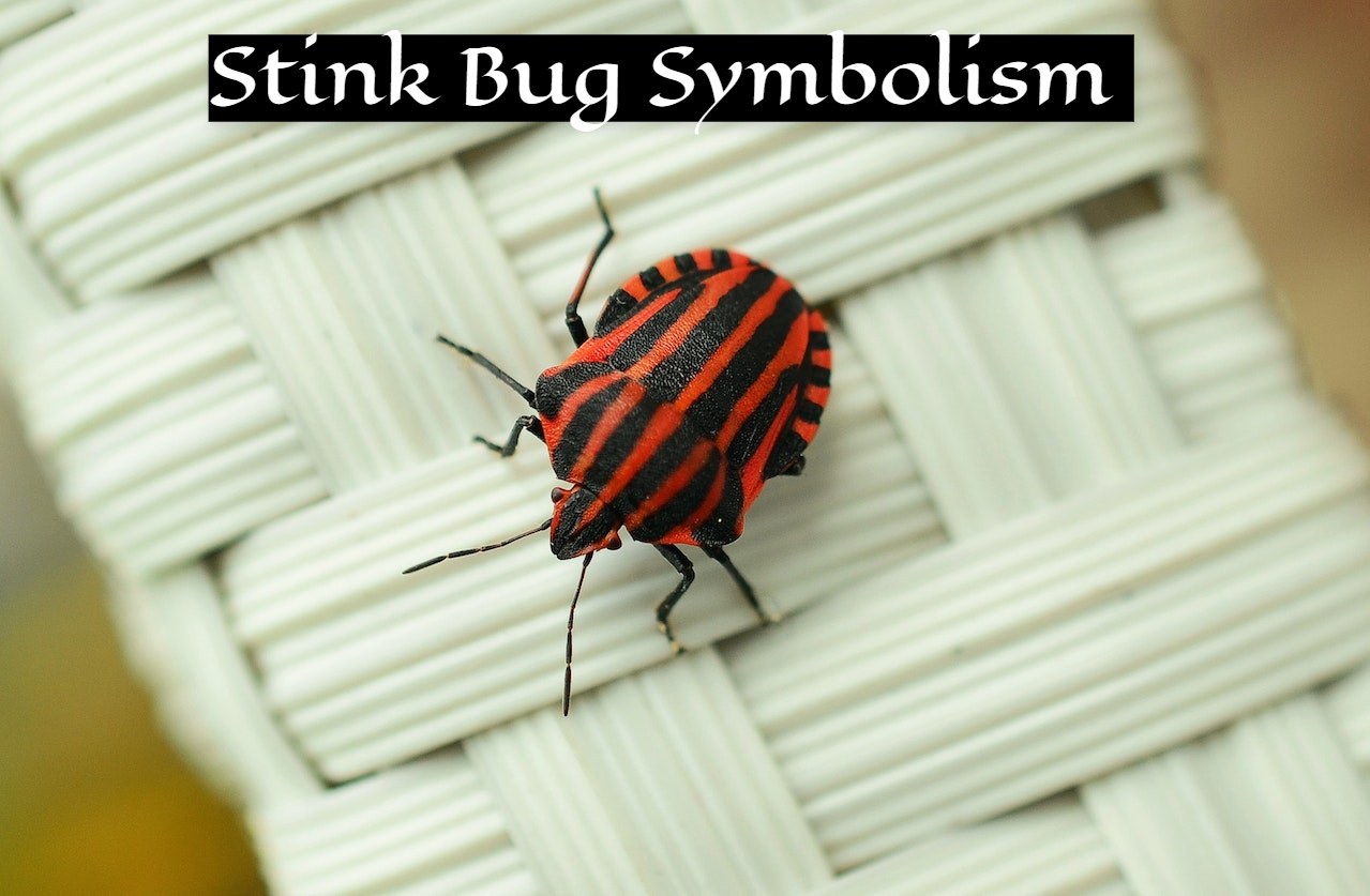 Stink Bug Symbolism Raise Your Vibrational Awareness