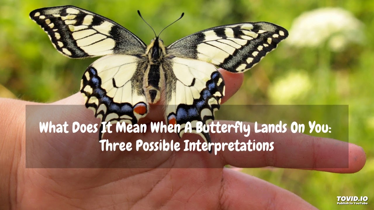 What Does It Mean If A Butterfly Lands On You