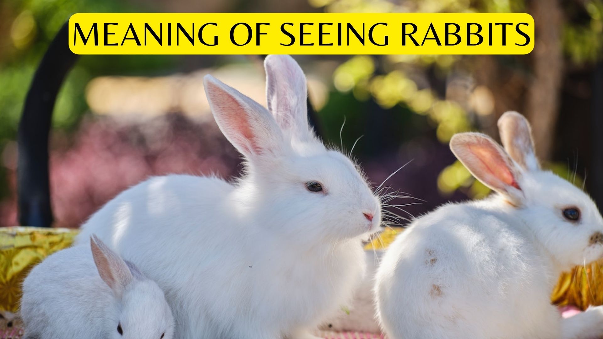 Meaning Of Seeing Rabbits In Dream