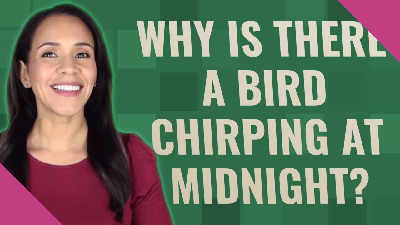 Birds Chirping At Night Spiritual Meaning Be A Good Or Bad Omen