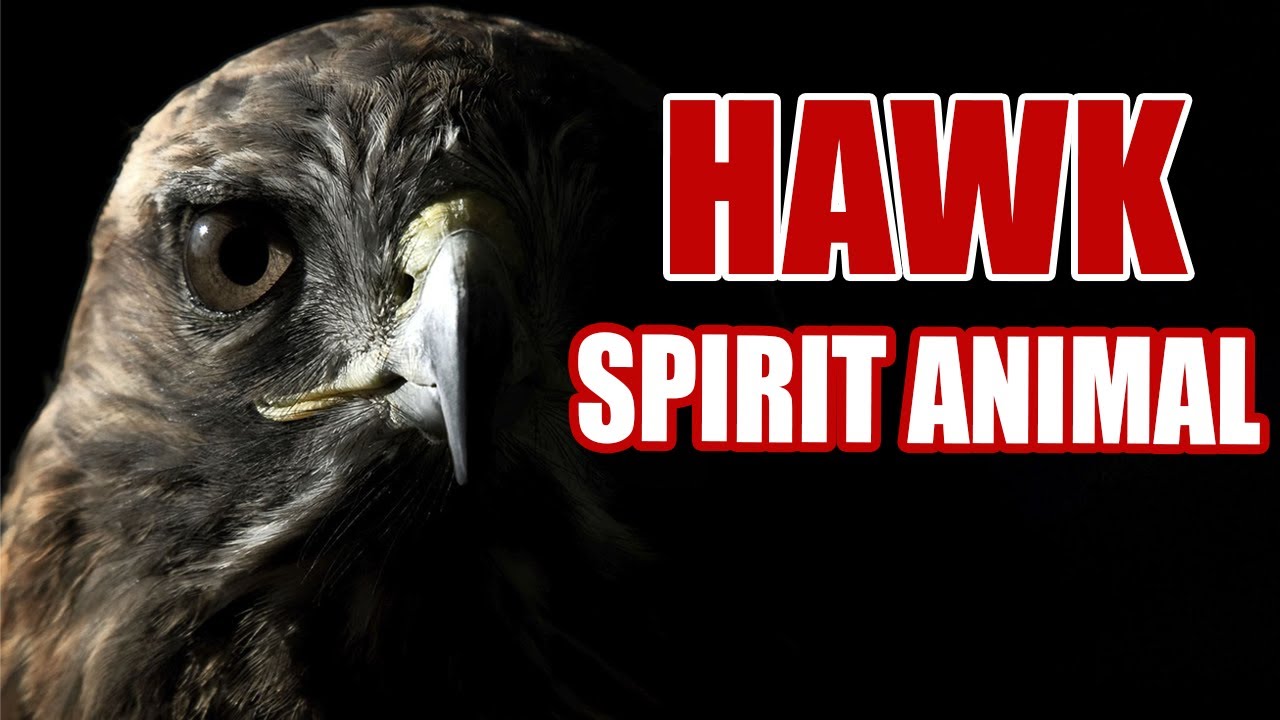 What Does It Mean When You See A Hawk Spiritual & Symbolic Significance?