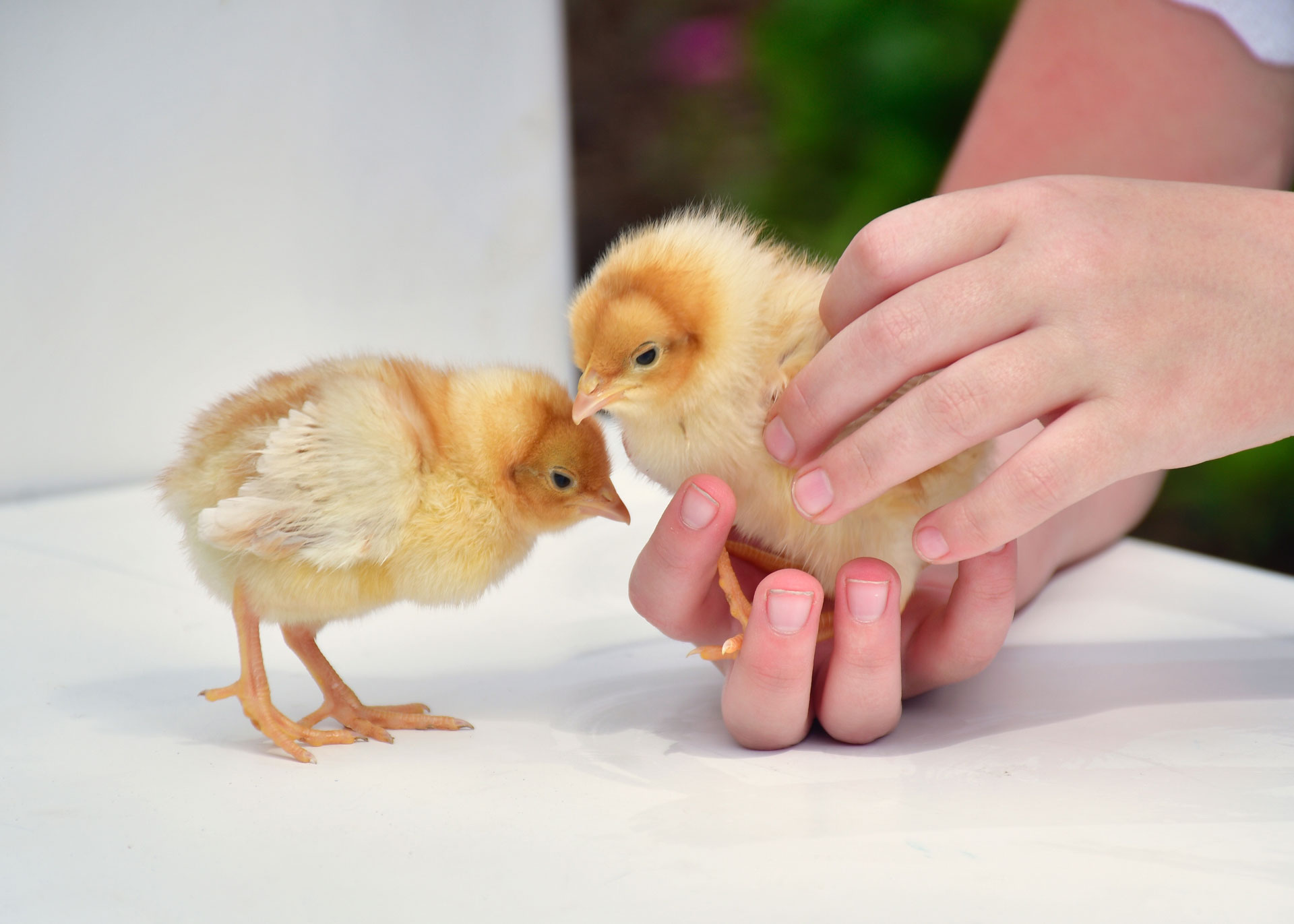 Henny Penny Hatching Program Woy Woy Peninsula Community Child Care
