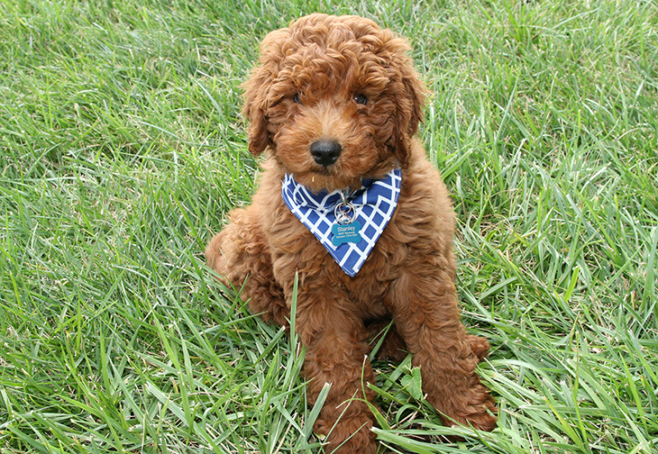 Meet Stanley, our new official track dog World Wide Technology Raceway