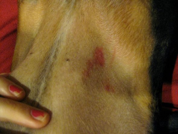 Did something bite my dog? (with picture)