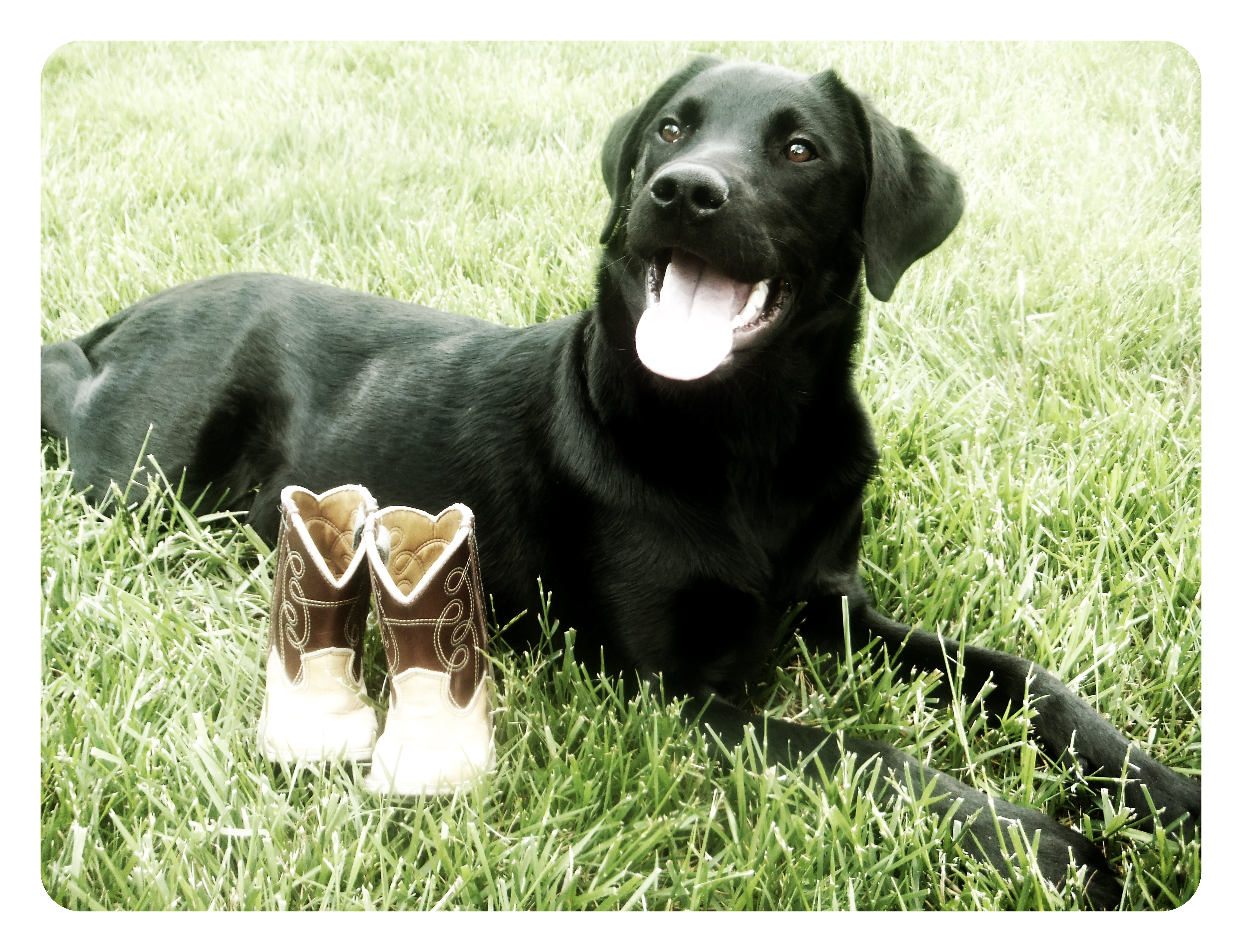 Dog name Fin / Finley