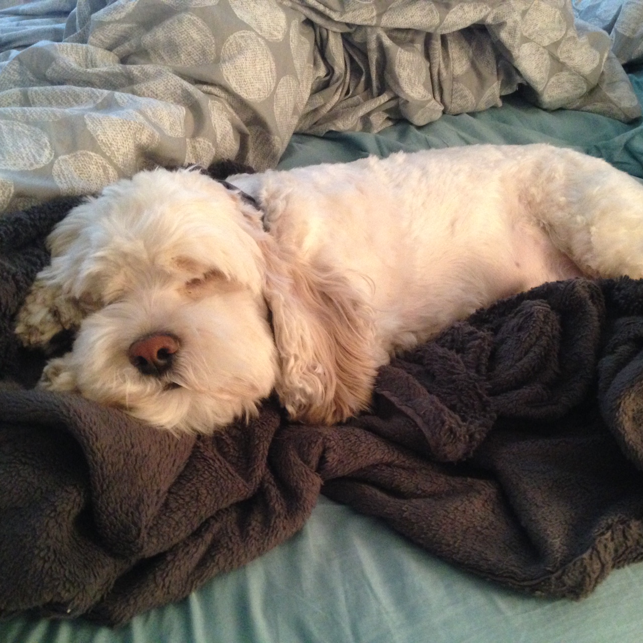 Dog name Fin / Finley