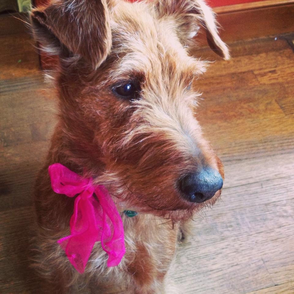 Dog name Fin / Finley