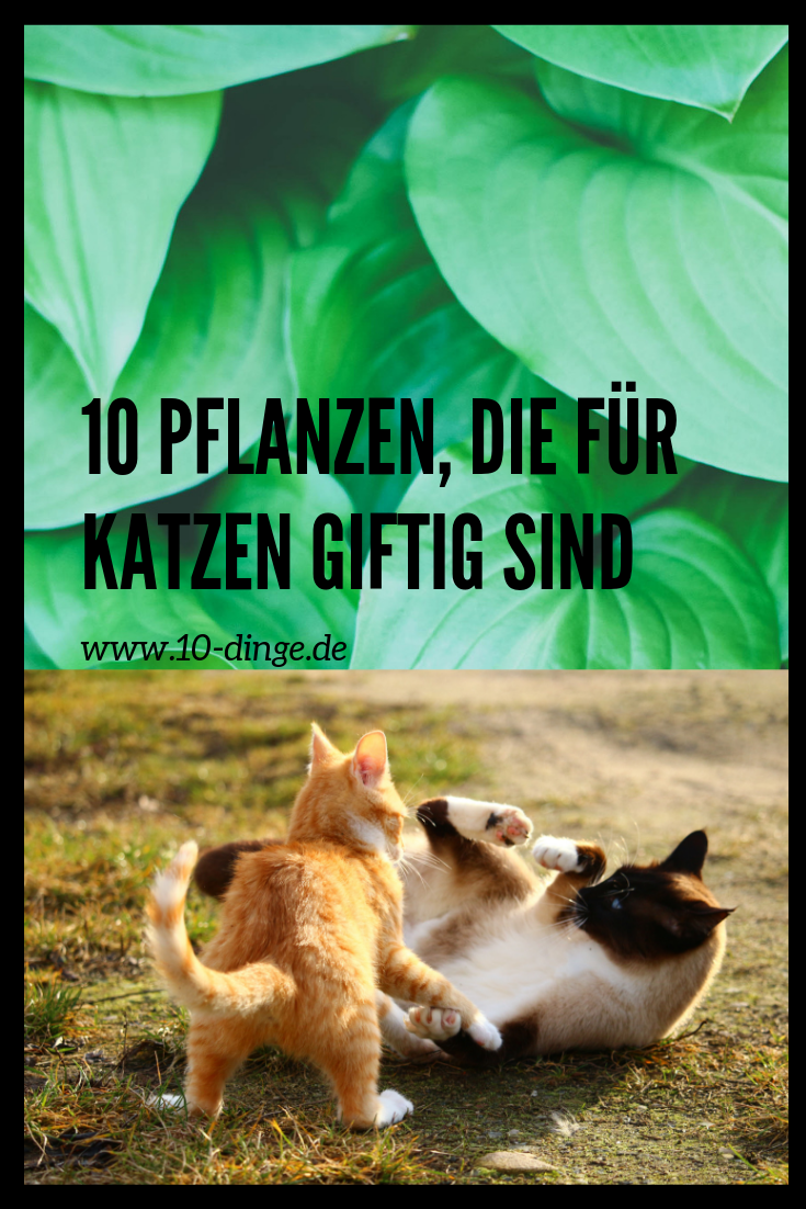 Giftige Pflanzen Für Katzen Giftige Pflanzen für Katzen