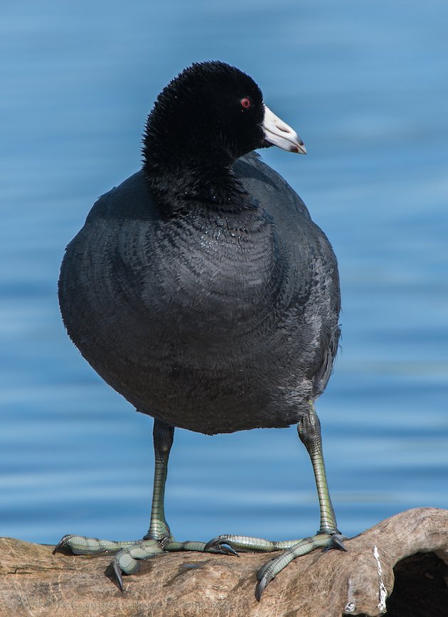 The American Coot One of the Least Appreciated Birds in