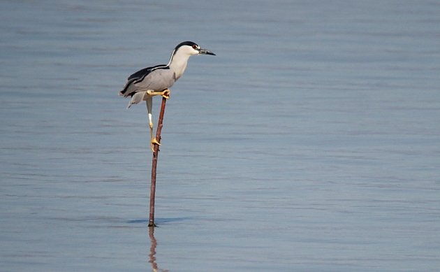 Perch Wars – 10,000 Birds Perch Wars – 10,000 Birds