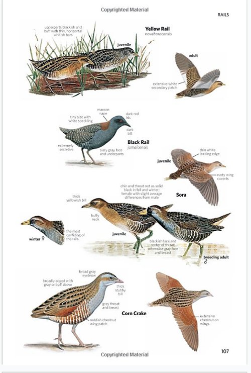 National Geographic Field Guide to the Birds of North America, 7th
