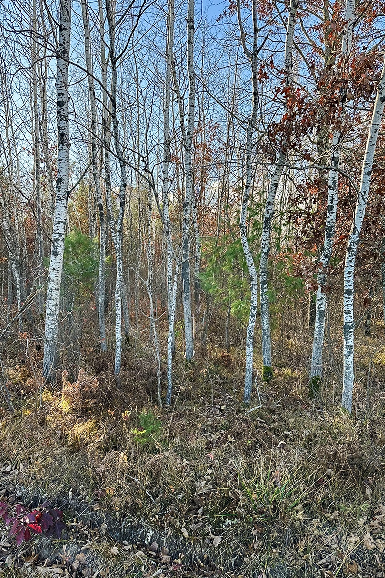 5.1 Wooded Acres For Sale in Washburn County WI! Only 52,900