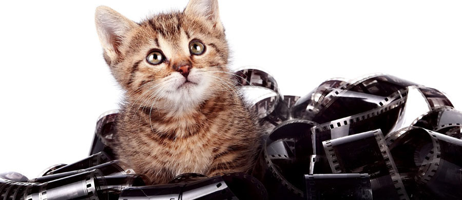 Katzennamen aus Filmen 1001Katzennamen